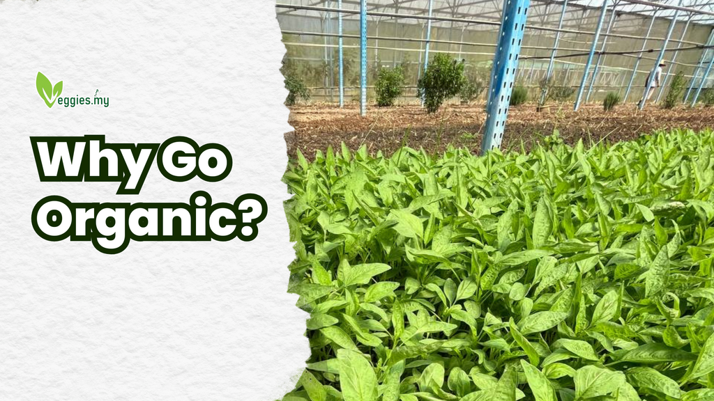 Why Go Organic? Because Your Body (and the Planet) Deserves Better 🌿