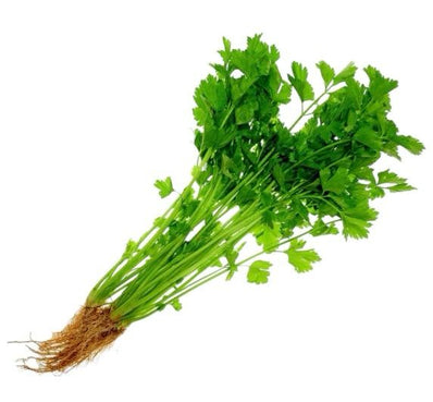 Chinese Celery (Daun Sup)