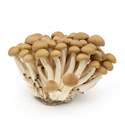 Brown Shimeji Mushroom
