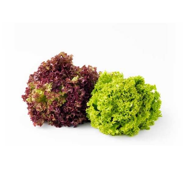 Mix Coral Lettuce