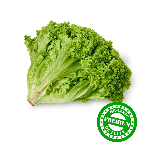 Organic Green Coral Lettuce Veggies.my