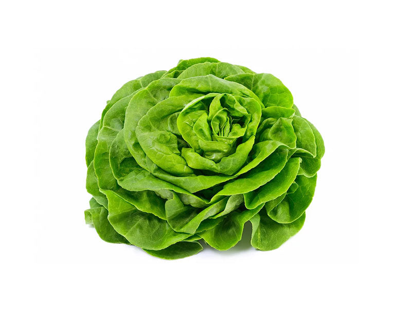 Butterhead Lettuce
