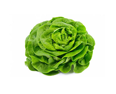 Butterhead Lettuce