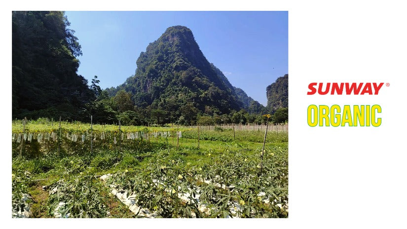 🌿 A Meaningful Visit to Sunway Organic Farm, Tambun (Ipoh) 🥬🌽🍆🥭