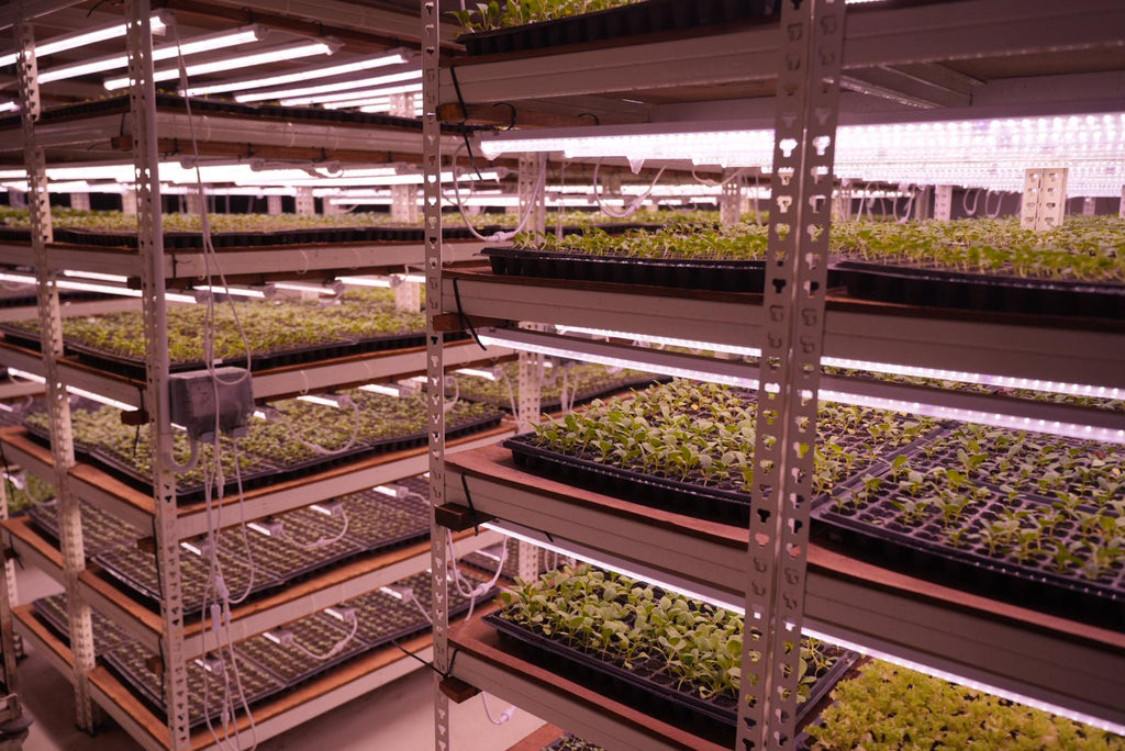 🌿 Meet our farmer, Mr. Chu — Where Science Meets Nature