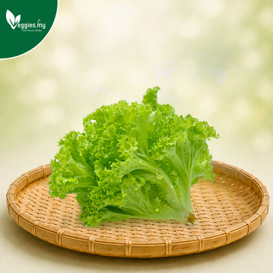 Green Coral Lettuce