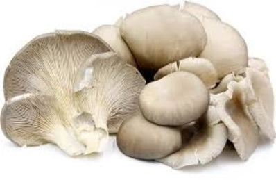 Grey Oyster Mushroom