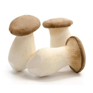 King Oyster Mushroom