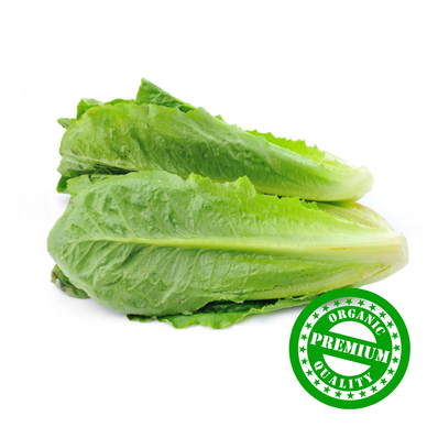 Organic Cos Lettuce (Romaine Lettuce)