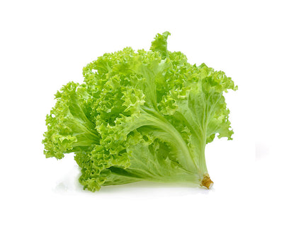 Green Coral Lettuce